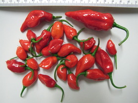 [Dorset Naga]