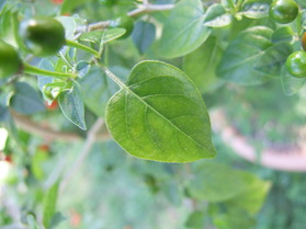 [Dwarf Chiltepin]