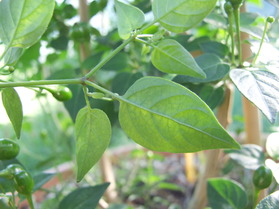 [Dwarf Chiltepin]