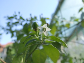 [Dwarf Chiltepin]