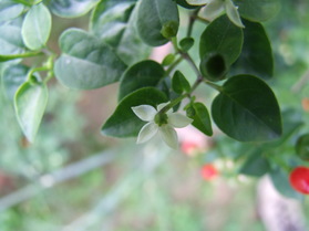 [Dwarf Chiltepin]
