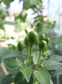 [Dwarf Chiltepin]