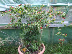 [Dwarf Chiltepin]