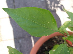 [Early Jalapeno]