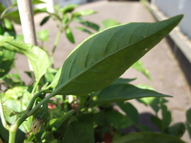 [Early Jalapeno]