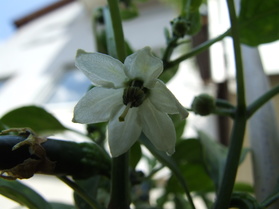 [Early Jalapeno]