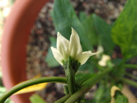[Early Jalapeno]