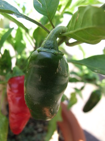 [Early Jalapeno]