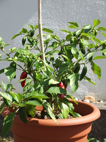 [Early Jalapeno]