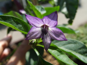 [Ecuador Purple]