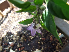 [Ecuador Purple]