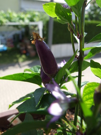 [Ecuador Purple]