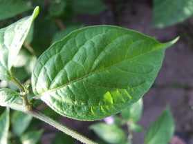 [Ecuadorian Red Pepper from Hell]
