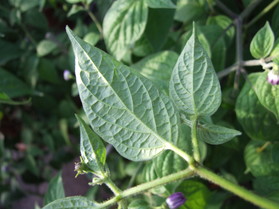 [Ecuadorian Red Pepper from Hell]