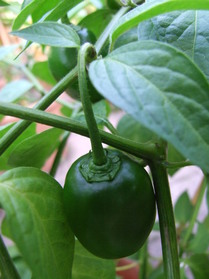[Ecuadorian Red Pepper from Hell]