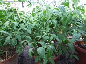 [Ecuadorian Red Pepper from Hell]