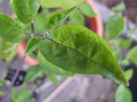 [Fatalii Brown]