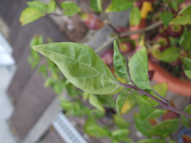 [Fatalii Brown]