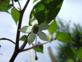[Fatalii Brown]