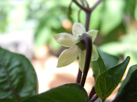[Fatalii Brown]