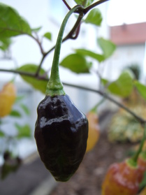 [Fatalii Brown]