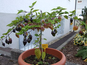 [Fatalii Brown]