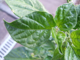 [Fatalii]