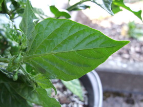 [Fatalii]