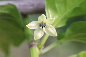 [Fatalii]