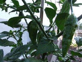 [Fatalii]