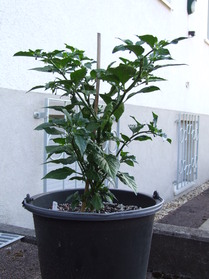 [Fatalii]