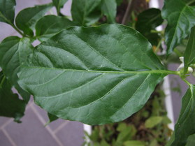 [Feuer-Perle]