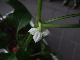 [Feuer-Perle]