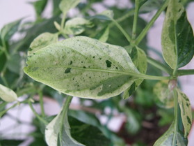 [Fish Pepper]