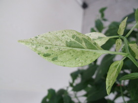 [Fish Pepper]