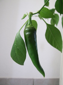 [Fish Pepper]