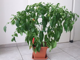 [Fish Pepper]