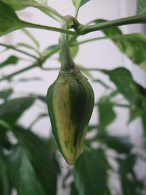 [Fish Pepper]