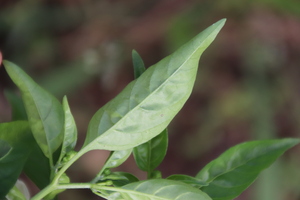 [Greek Peperoni]