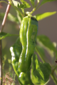 [Greek Peperoni]