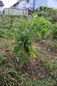 [Greek Peperoni]