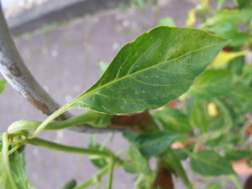 [Guajillo]