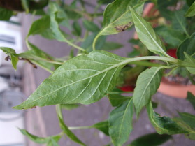 [Guajillo]
