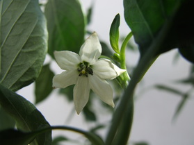 [Guajillo]
