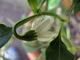 [Guajillo]