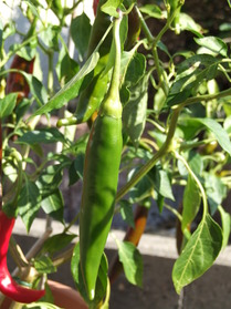 [Guajillo]