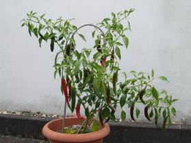 [Guajillo]