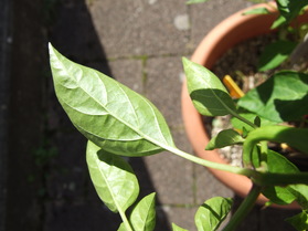 [Guindilla Verde]