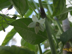 [Guindilla Verde]