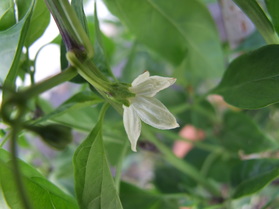 [Guindilla Verde]